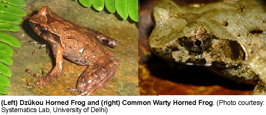 Scientists discover 3 new species of horned frogs in NE